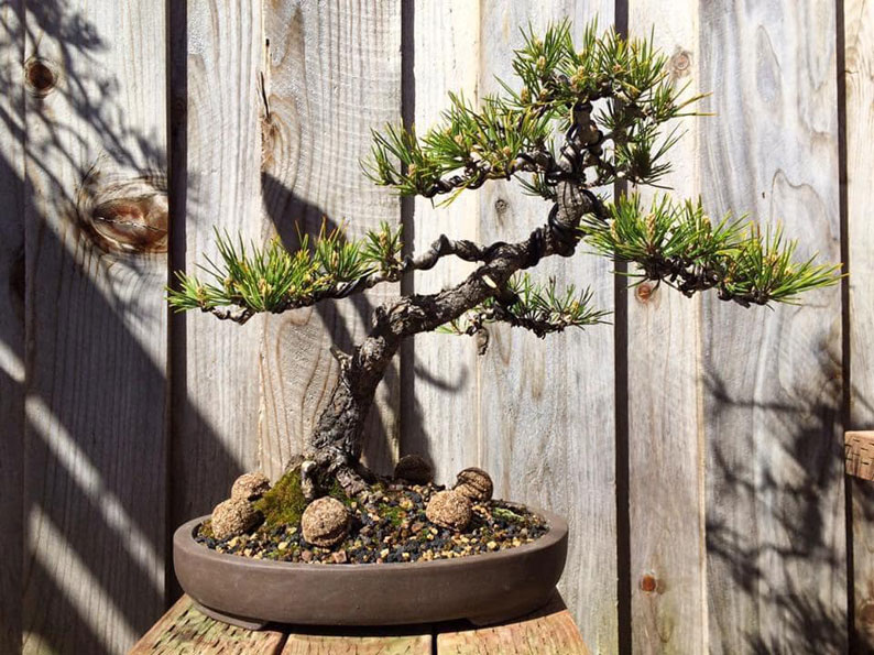 Phân bón cho bonsai