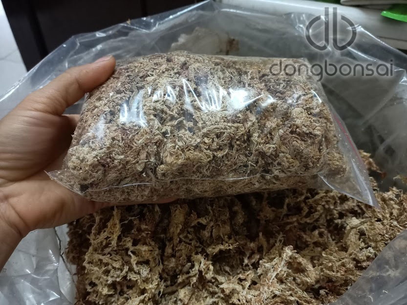 Dớn trắng Chile 100g